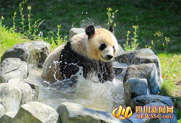 四川广安：熊猫戏水享清凉（图）