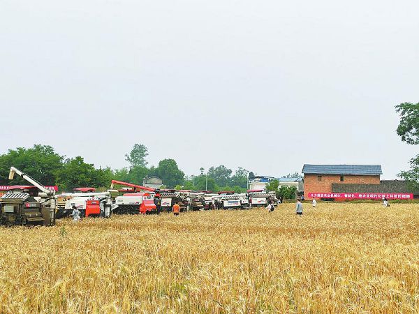 四川：农机手现场“大比武” 看谁收麦子的损失率小