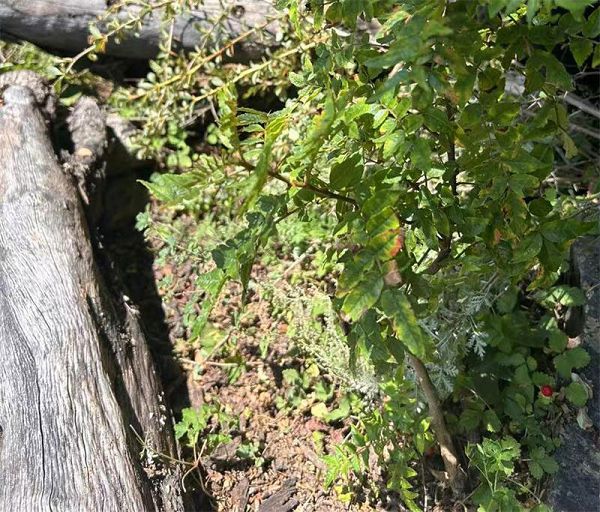 甘孜道孚：创新助力花椒试种 专利护航花椒筛分